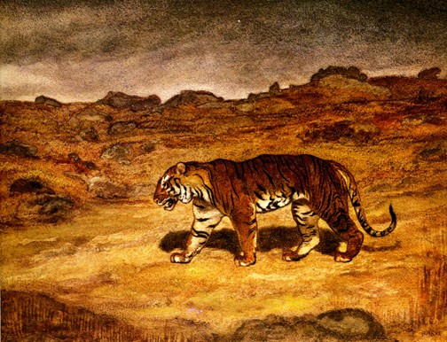 Тигр, ищущий добычу